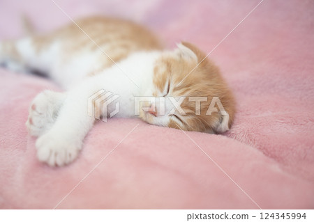 Scottish fold kitten sleeping with pink bag 124345994