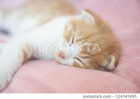 Scottish fold kitten sleeping with pink bag 124345995