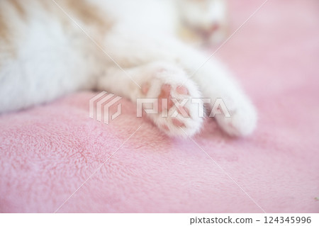 Pink back and sleeping Scottish Fold kitten paws Pink back and sleeping Scottish Fold kitten paws 124345996