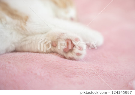 Pink back and Scottish fold kitten paws 124345997