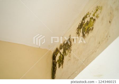A large, green, health-hazardous mold in the corner of the living room on the wall. A large, green, health-hazardous mold in the corner of the living room on the wall. 124346015