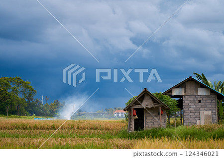 An old small hut for workers stands in a rice field. The weather before the rain with a thunderstorm sky. Panorama of the rice paddy. 124346021