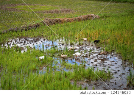 A group of ducks walks and grazes in a rice field. A group of ducks walks and grazes in a rice field. 124346023