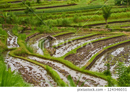 Panorama of the amazing landscape of Asian rice terraces. Palm trees in a rice paddy on the island of Bali. A view of the bright green rice fields. 124346031