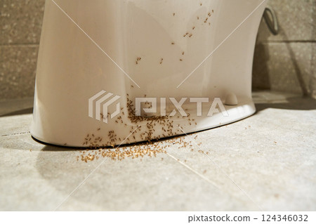 A colony of ants hides their eggs under the toilet in the bathroom. The problem with insects in the house. 124346032