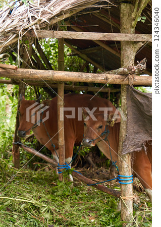 Balinese brown cows stand tied up in a stall under a canopy in the mountains. Balinese brown cows stand tied up in a stall under a canopy in the mountains. 124346040