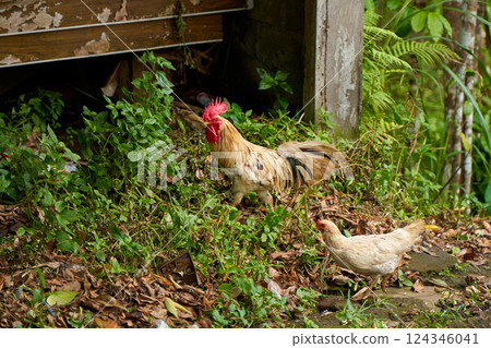 A colorful rooster walks the streets of a village in Asia. A colorful rooster walks the streets of a village in Asia. 124346041