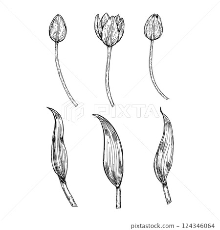 Black and white hand drawn illustration of tulip flower buds and leaves in different stages. Suitable for botanical themes, spring projects, flower compositions and educational materials. 124346064