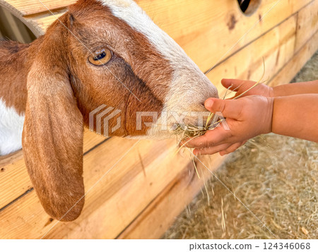 Dairy goats close-up, portrait of a goat with big ear ready for feeding Dairy goats close-up, portrait of a goat with big ear ready for feeding 124346068
