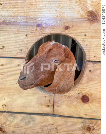 Dairy goats close-up, portrait of a goat with big ear ready for feeding 124346073