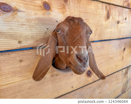 Dairy goats close-up, portrait of a goat with big ear ready for feeding Dairy goats close-up, portrait of a goat with big ear ready for feeding 124346084