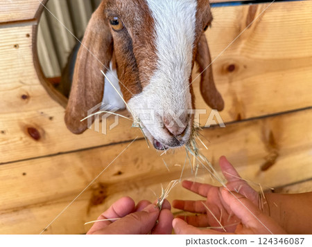 Dairy goats close-up, portrait of a goat with big ear ready for feeding 124346087