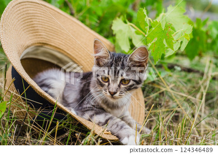 Cute kitten lounging in a straw hat outdoors. Cute kitten lounging in a straw hat outdoors. 124346489