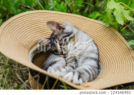 Cute kitten lounging in a straw hat outdoors. Cute kitten lounging in a straw hat outdoors. 124346493