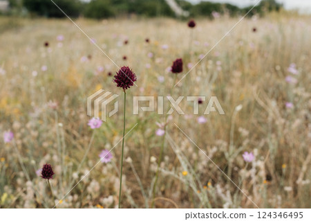 Allium rotundum close-up in a wild field Allium rotundum close-up in a wild field 124346495