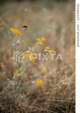 Burying beetle beetle sits on a yellow flower in a field Burying beetle beetle sits on a yellow flower in a field 124346502