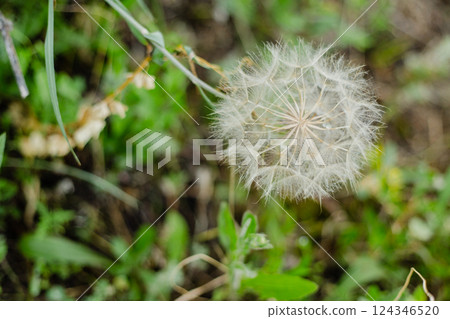 Close-up of a dandelion with small details on a natural green background. The concept of nature and fragility Close-up of a dandelion with small details on a natural green background. The concept of nature and fragility 124346520