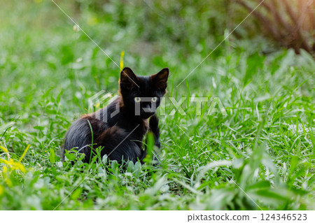 Black cat sitting on lush green grass in a garden Black cat sitting on lush green grass in a garden 124346523