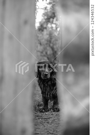 Lone stray dog looks through a gap in the fence. Sad look of a dog. Black and white photo. Stray animals 124346532