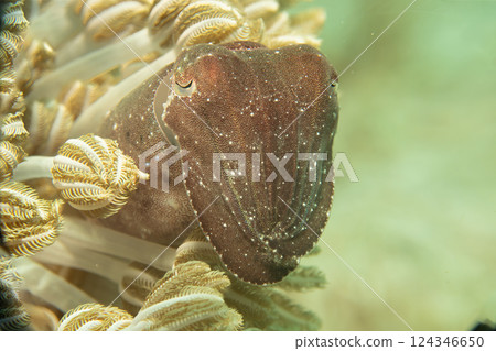 A close-up portrait of an amazing cuttlefish looking out from among soft coral and into the camera.  124346650
