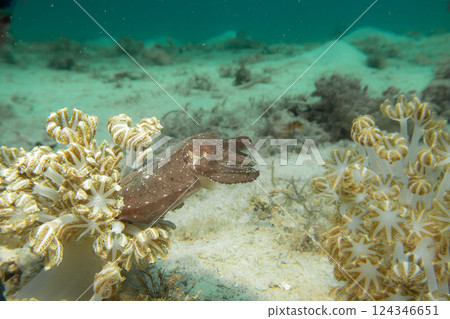 An amazing cuttlefish among soft coral. Picture from Puerto Galera, Philippines An amazing cuttlefish among soft coral. Picture from Puerto Galera, Philippines 124346651