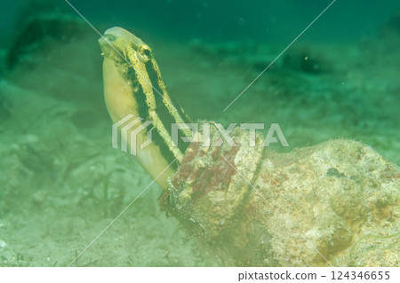 An underwater picture of a Blenny fish peeking out from a bottle on the seafloor at a muck dive An underwater picture of a Blenny fish peeking out from a bottle on the seafloor at a muck dive 124346655