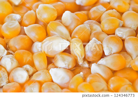 Yellow unpopped popcorn corn kernels, closeup detail photo Yellow unpopped popcorn corn kernels, closeup detail photo 124346773