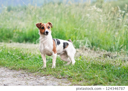 Small Jack Russell terrier dog standing on country road, blurred grass in background and around, her fur wet from swimming in river 124346787
