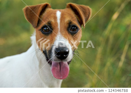 Jack Russell terrier dog with her tongue out, blurred grass in background, closeup portrait 124346788