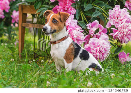 Small Jack Russell terrier sitting on grass in harden, pink flowers behind her 124346789