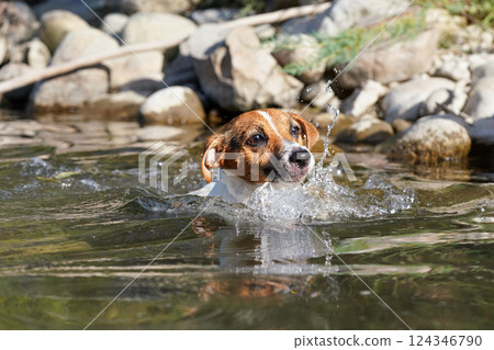 Small Jack Russell dog swimming in river, only her wet head above water, sun shines, blurred stones at background 124346790