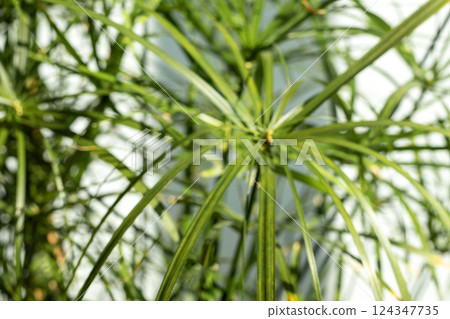 Blurred closeup of green foliage under sunlight with depth of field effect 124347735