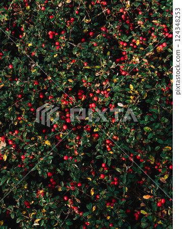 Vibrant Red Berries. Close up view of Cotoneaster horizontalis shrub, showcasing its dense foliage covered in vibrant red berries creating captivating natural texture during autumn season. Vibrant Red Berries. Close up view of Cotoneaster horizontalis shrub, showcasing its dense foliage covered in vibrant red berries creating captivating natural texture during autumn season. 124348253