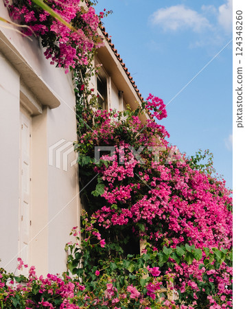 Bougainvillea flowers climbing white mediterranean house facade. Pink bougainvillea flowers are climbing white mediterranean house facade with partially visible window and tiled roof under blue sky 124348260