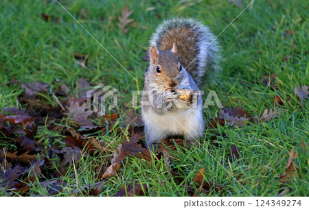Squirrel 124349274