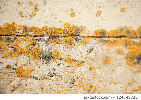 Rough stone surface covered in yellow and orange lichen. The detailed organic texture and earthy 124349326