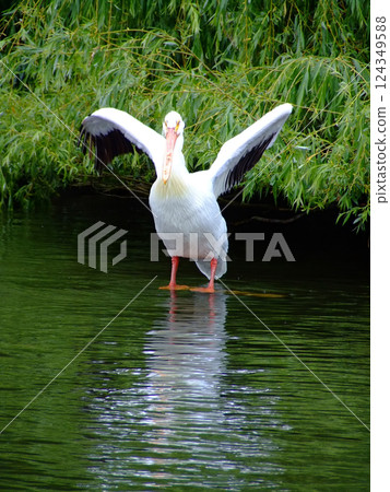Pelican 1 Pelican 1 124349588