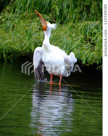 Pelican 2 Pelican 2 124349589