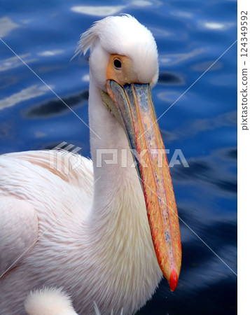 Pelican from ahead 124349592