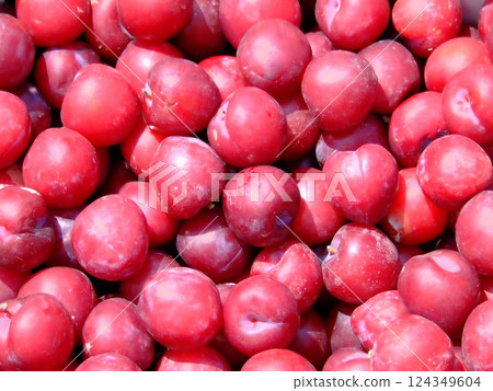 Plum Plum 124349604