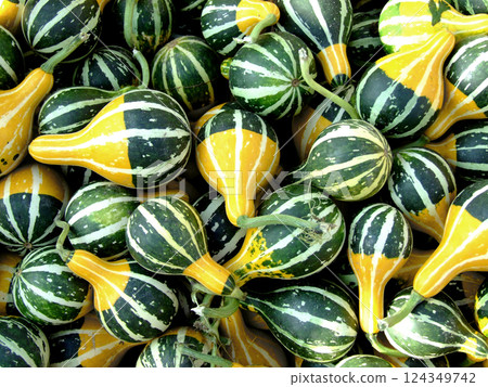 Little pumpkins Little pumpkins 124349742