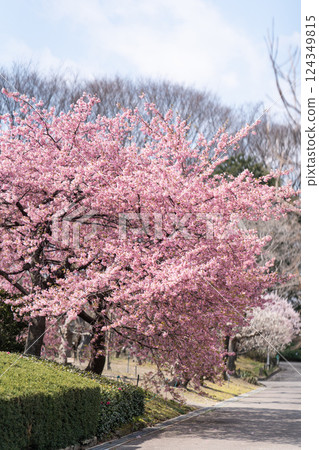 Cherry blossom trees in full bloom and a spring walking path Cherry blossom trees in full bloom and a spring walking path 124349815