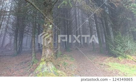 Whinlatter Forest Park, UK - 10.3.2018: A footpath leading into the wilderness of a foggy forest formed by straight trees and cannot be seen through Whinlatter Forest Park, UK - 10.3.2018: A footpath leading into the wilderness of a foggy forest formed by straight trees and cannot be seen through 124349865