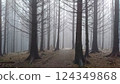 Whinlatter Forest Park, UK - 10.3.2018: A footpath leading into the wilderness of a foggy forest formed by straight trees and cannot be seen through 124349868