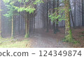Whinlatter Forest Park, UK - 10.3.2018: A footpath leading into the wilderness of a foggy forest formed by straight trees and cannot be seen through 124349874