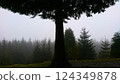 Whinlatter Forest Park, UK - 10.3.2018: The silhouette of a tree and its canopy on the edge of a hill with a foggy forest in the rain under a cloudy sky at the back 124349878