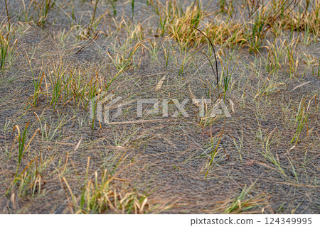 Plants, leaves frozen in the water of the lake. Background. Plants, leaves frozen in the water of the lake. Background. 124349995
