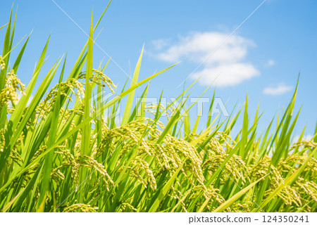 秋收:收穫前的稻米(藍天背景) 秋收:收穫前的稻米(藍天背景) 124350241