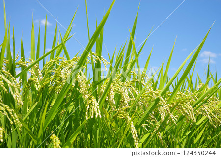 Autumn harvest: Rice before harvest (blue sky background) 124350244