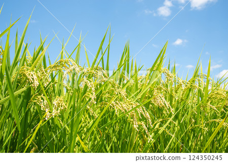 Autumn harvest: Rice before harvest (blue sky background) Autumn harvest: Rice before harvest (blue sky background) 124350245